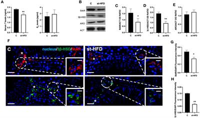 A short-term high-fat diet alters rat testicular activity and blood-testis barrier integrity through the SIRT1/NRF2/MAPKs signaling pathways